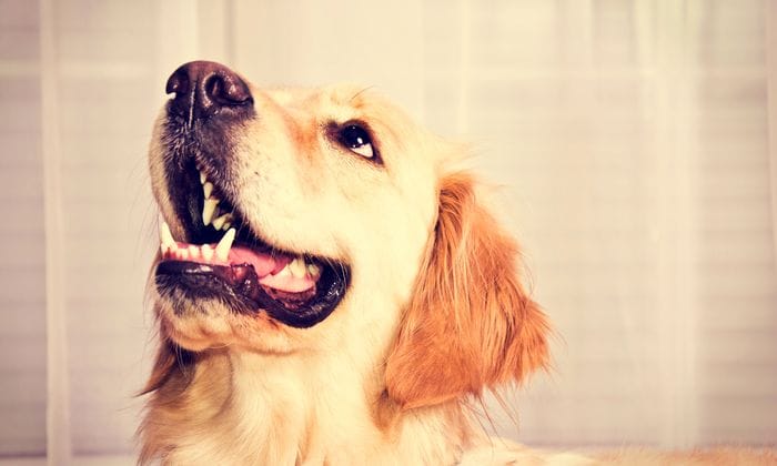 Cómo calcular la edad los perros en años humanos