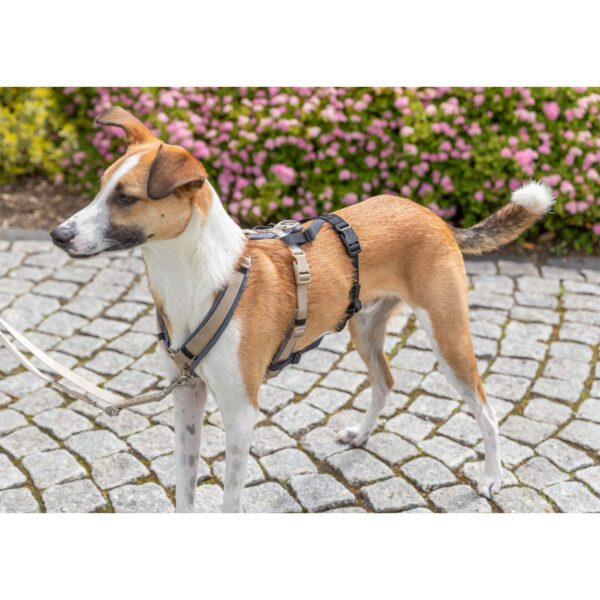 Masai Mara | Todo para el Cuidado de Tu Mascota Adaptador antipanico Stay para arneses LXL 5992 cm 25 mm 5 Masai Mara | Todo para el Cuidado de Tu Mascota